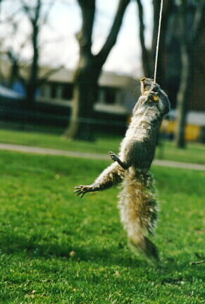 Squirrel being lifted off the grass by a snare trap.